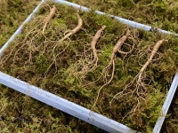 본초 산양산삼 7-8년근 5뿌리 강원도 산삼 장뇌삼 원기회복 건강식품 : 덕고농장