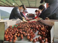 2025년 GAP우수관리 청양 칠갑산햇밤[특] 2kg/4kg : 은골구기자마을