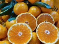 [현승농수산] 제주 노지 조생 감귤  / 5kg 10kg : 현승농장