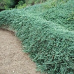 향나무/바하브/4년포트묘(5주묶음)묘목/h0281 : 카카호호1