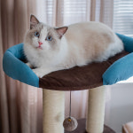 고양이 모던하우스 캣타워 페브릭 고양이놀이터 장난감공 스크래쳐기둥 동굴하우스 쉼터 : 펫코팩토리