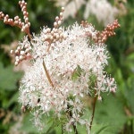 꽃모종/터리풀/포트묘(10개묶음)모종/묘목/h0671 : 카카호호1