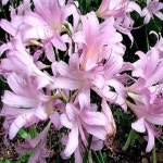 상사화/개화구(20주묶음)모종/묘목/h0074 : 카카호호1