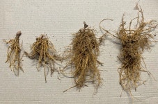 참 좋은 족도리풀종근 세신종근 족두리풀종근-5개 (족도리풀모종 족두리풀모종 세신모종) : 참 좋은 이기자 농장