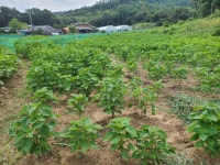 국산 들깨 1kg 강원도 횡성 직접 재배한 햇들깨 : 삼배진성농장 유정짓다