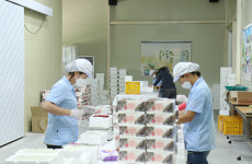 농장직송 GAP인증 포항 산딸기 냉동과(실속포장) : 산딸기백화점