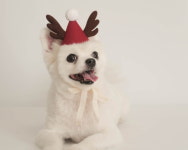 강아지 고양이 크리스마스 모자 루돌프 산타 고깔 : 멍스데이파티