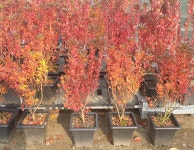 단풍철쭉 사라사도단  봄철쭉  꽃나무  봄꽃 여름꽃   조경수  관상수 24cm 사각포트    꽃보러가자 : 꽃보러가자