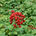 거창 산삼장뇌삼 자연산산삼 명절선물세트 8~9년근 : 유창농장