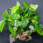 판매완료 나나트리 물숲 : 물숲