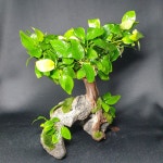 판매완료 나나트리 물숲 : 물숲