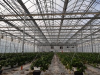 뚜뚜농장 딸기 하우스 설향 킹스베리 금실 생딸기 고령 논산 의성 경북 : 뚜뚜농장