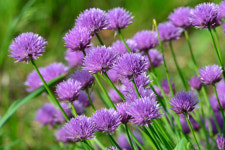 차이브씨앗 챠이브 허브종자 400립 / 알리움씨앗 꽃씨 몰 Chives allium : 주주씨앗
