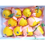 제주 한라봉 3kg 5kg 가정용 명품 선물 세트 : 참좋은 제주몰