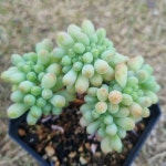 [수암다육] 을녀심 철화 랜덤발송 Sedum pachyphyllum f. cristata 다육 다육이 다육식물 반려식물 국민다육 141 : 수암다육농장