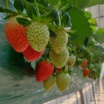 논산딸기 냉동딸기 새콤달콤 설향딸기 달콤 금실딸기 딸기잼 : 논산아침애딸기농장