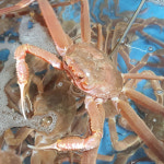 제철 박달 영덕 대게 홍게 연지 자숙 : 나라수산