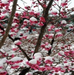 설중매 홍매화 매화나무 묘목 접목1년생 특묘 서울농원 : 서울 농원