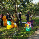전남 광양 2021년 달달한 햇단감 부유단감 태추 차량 3kg 5kg 10kg 구례 진영 : 좋.은.사.람.들