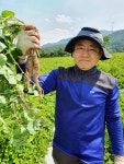[횡성더덕, 도라지 농가 직송] GAP(우수농산물) 상품1kg : 횡성더덕농가