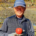 [김창현고향농장] 경북 영주 풍기 부사 5kg/10kg/가정용흠과 : 유니크파머
