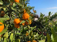 산지직송 제주 타이벡감귤 타이벡귤 5kg 10kg : 동식농장