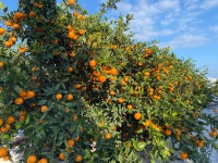 산지직송 제주 타이벡감귤 타이벡귤 5kg 10kg : 동식농장