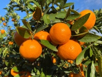 산지직송 제주 타이벡감귤 타이벡귤 5kg 10kg : 동식농장