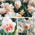 수선화 구근 겹수선화 리플리트(흰색+오렌지색) : 같이가치농원