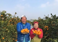 산지직송 제주 타이벡감귤 타이벡귤 5kg 10kg : 동식농장