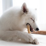 츄잇 대형견 한우껌 1+1 강아지 오래먹는 간식 치석제거 수제간식 개껌 : 핏펫