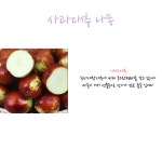 직접키운 사과 대추나무 묘목 4년생 결실주 : 진순농원