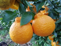 새콤달콤한 제주한라봉 5kg, 예약받습니다. (11월1일 이후발송) : 제주장용팜