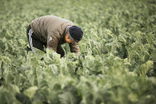 제주 산지직송 브로콜리 곁순 1kg, 2kg, 3kg 샐러드 착즙 녹즙 : 길영농원