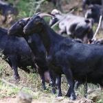 수원산흑염소건강원 | 흑염소진액 90ML 30포 1박스 전남화순 흑염소 원육 국산 쇠무릎 우슬 러시아산 녹각 : 곰곰건강원