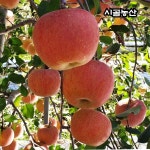 꿀사과  경북영주 청정지역 명품부사  최상급선물용 5kg 10kg : 시골 농산