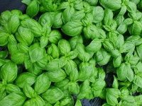 생바질 1kg 500g 바질소스 식용허브 스위트바질 바질페스토 바질생잎 : 은우네 바질농장