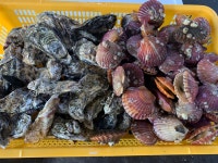 통영 제철 석화 흑백 홍가리비 세트 : 통영청년수산