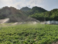 강원도 정선 세척 건조/냉동/생채 곤드레 : 정선곤드레농장