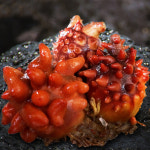 국산통영멍게 급냉 실중량 800g : 탐라수산
