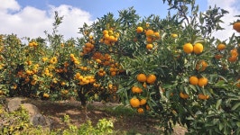 제주 산지직송 무농약 깨돌이감귤 : 제주예찬농원