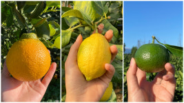 사랑의 어린이집 : 또시온