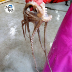 국산 고흥산 대낙지 1마리 / 산낙지 왕대낙지 샤브샤브 연포탕 낙지볶음용 낙지도소매 : 은혜수산몰