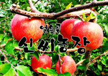 밀양 얼음골사과 10Kg 고당도 꿀사과 산지직송 : 얼음골신씨농장