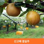 직접키운 배나무 묘목 결실주 2년생 : 진순농원