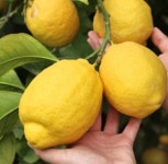 물대용 유기농 그린레몬 왕레몬 시트론 레몬 1kg 국산 [엔젤농장] 레몬청 : 엔젤 농장