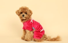 벨로아 봉봉 올인원 (베이비 블루 컬러 추가) : 젤라코