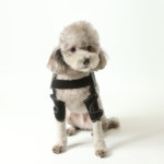 강아지 견관절보호대 - 앞다리 어깨 팔꿈치 탈구 보조기 : 펫츠오앤피