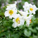 [더위치]영국산 백합향 50ml Lily FO : 더위치