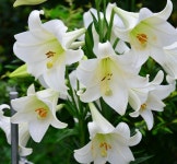 [더위치]국내산 백합향 500ml Lily FO : 더위치